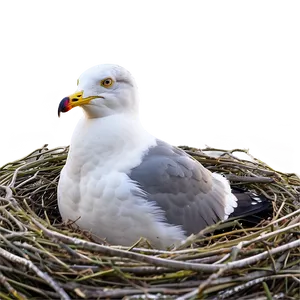 Seagull In Nest Png 46 PNG image
