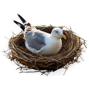 Seagull In Nest Png Gfw29 PNG image