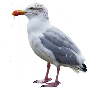 Seagull In Rain Png 05242024 PNG image
