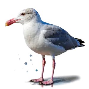 Seagull In Rain Png 98 PNG image