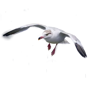 Seagull In Rain Png Rym PNG image
