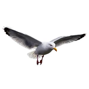 Seagull Landing Png 89 PNG image