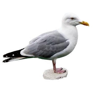 Seagull Looking Png Mvr38 PNG image