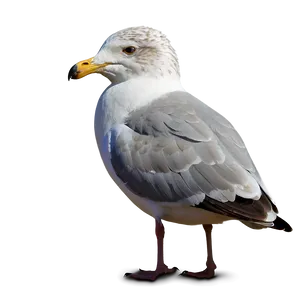 Seagull Looking Png Pgw47 PNG image