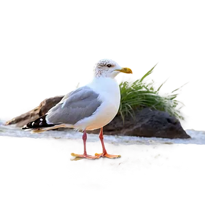 Seagull On Beach Png 05242024 PNG image