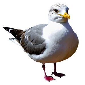 Seagull On Beach Png Hdw94 PNG image