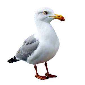 Seagull On Beach Png Rtj PNG image
