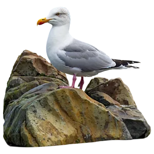 Seagull On Rock Png 05242024 PNG image