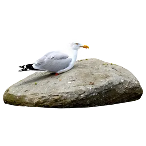 Seagull On Rock Png Cnf27 PNG image