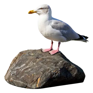 Seagull On Rock Png Fni33 PNG image