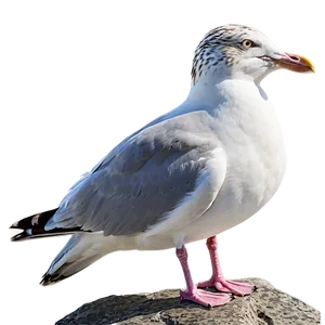 Seagull On Rock Png Xts67 PNG image