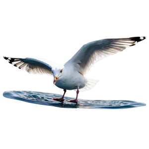 Seagull On Water Png 78 PNG image