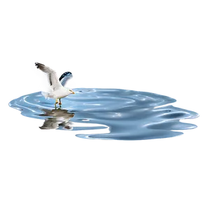 Seagull On Water Png Nkh86 PNG image