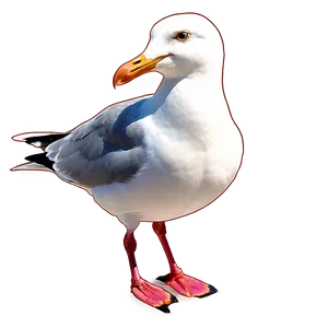 Seagull Outline Png 77 PNG image