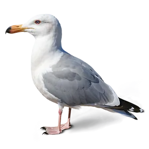 Seagull Pair Png 20 PNG image