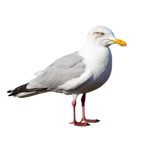 Seagull Pair Png 53 PNG image