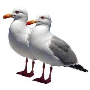 Seagull Pair Png Mkj85 PNG image