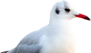 Seagull Portrait Isolated PNG image