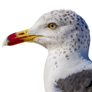 Seagull Portrait Png 43 PNG image