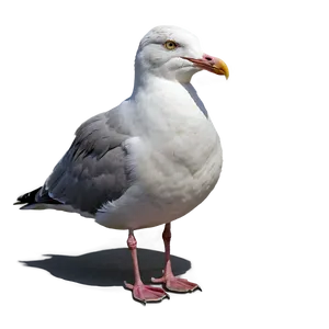 Seagull Portrait Png 45 PNG image