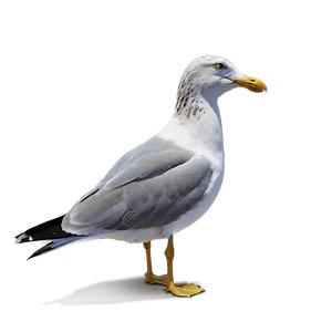 Seagull Profile Png 05242024 PNG image
