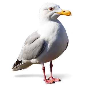 Seagull Profile Png 37 PNG image