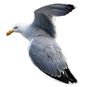 Seagull Silhouette Png 97 PNG image