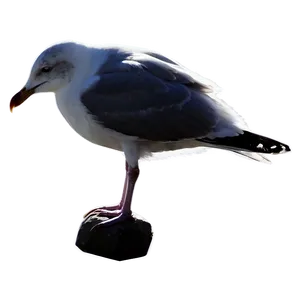 Seagull Silhouette Png Vdu PNG image