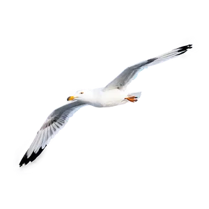 Seagull Soaring Png 74 PNG image
