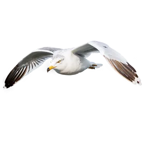 Seagull Soaring Png Vaa35 PNG image