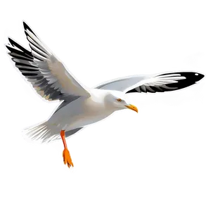 Seagull Vector Png 05242024 PNG image