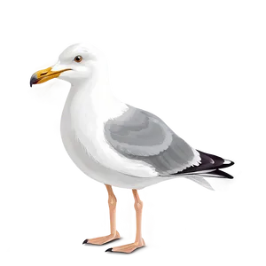 Seagull Vector Png 12 PNG image