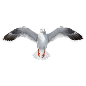 Seagull Wings Spread Png 05242024 PNG image