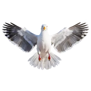 Seagull Wings Spread Png Rit PNG image