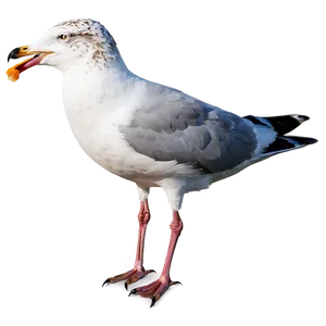 Seagull With Bread Png 05242024 PNG image