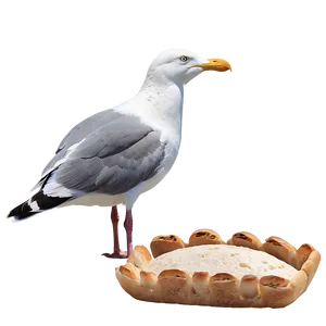 Seagull With Bread Png Hjo PNG image