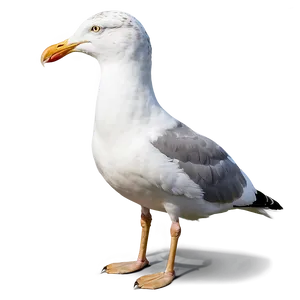 Seagull With Bread Png Xnt39 PNG image