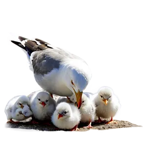 Seagull With Chicks Png 99 PNG image