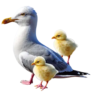 Seagull With Chicks Png Rpx92 PNG image