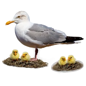 Seagull With Chicks Png Vfq84 PNG image