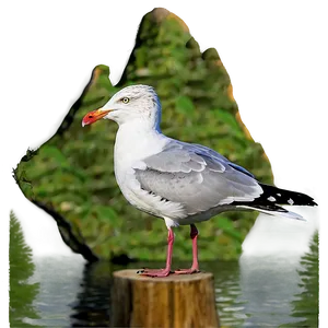 Seagull With Fish Png 05242024 PNG image