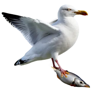 Seagull With Fish Png 5 PNG image