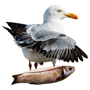Seagull With Fish Png 52 PNG image