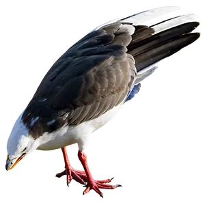 Seagull With Wings Tucked Png 20 PNG image