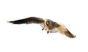Seagullin Flight