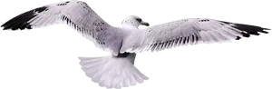 Seagullin Flight Sweden PNG image