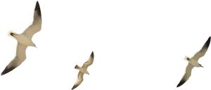Seagulls Gliding Across Blue Sky PNG image