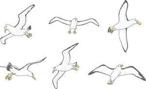 Seagulls_ Gliding_ Across_ Sky PNG image