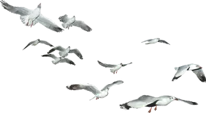 Seagulls_in_ Flight_ Against_ Sky PNG image