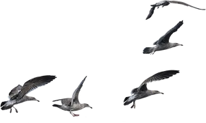 Seagullsin Flight Formation PNG image